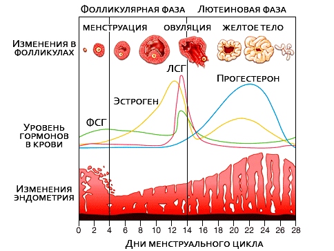 фазы менструального цикла