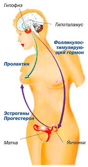 регуляция менструального цикла
